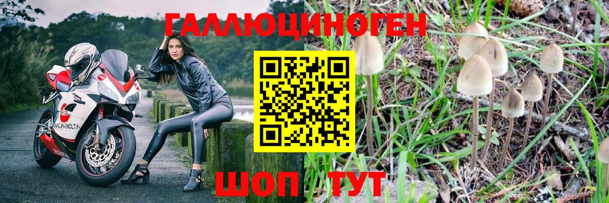 Псилоцибиновые грибы Cubensis Сосновый Бор